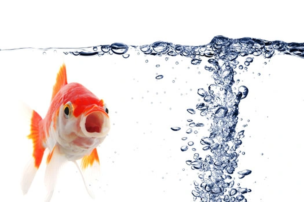 Cá chết trắng ở ao hồ do nguyên nhân nào? - 2 Cá chết trắng ở ao hồ do nguyên nhân nào? - 2