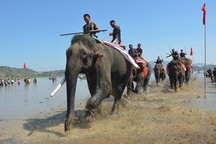 Báo động tình trạng voi nhà chết liên tiếp