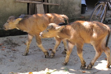 Xôn xao trâu mẹ sinh đôi 2 nghé con