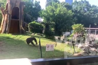 Khỉ đột ném đá về phía du khách ghé thăm vườn thú