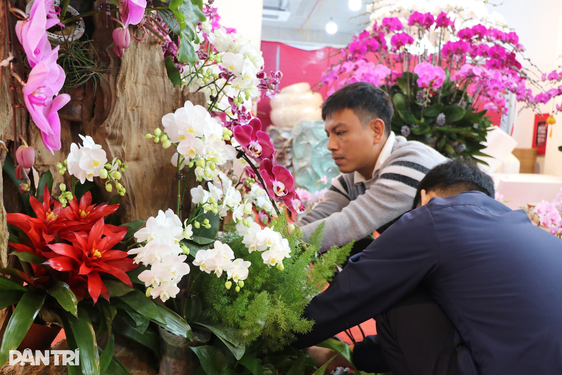 Kiếm cả trăm triệu đồng dịp cận Tết, thợ kết hoa lan ngủ ngày cày đêm - 8 Kiếm cả trăm triệu đồng dịp cận Tết, thợ kết hoa lan ngủ ngày cày đêm - 8