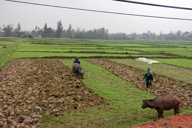 Thiếu nước trầm trọng, hàng trăm hecta đất lúa "gặp nguy"