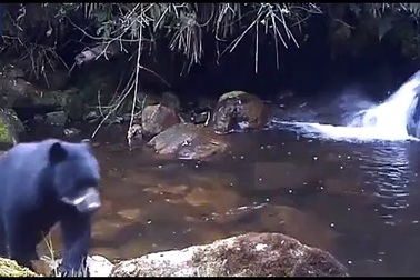 Thú vị cảnh gấu mẹ bắt gấu con ngang bướng vượt suối