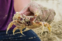 Theo ngư dân đi săn con chân dài lêu nghêu, chạy nhanh như gió