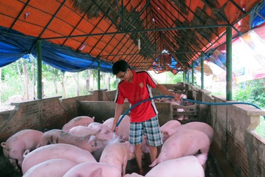 Chàng sinh viên kiêm triệu phú trang trại