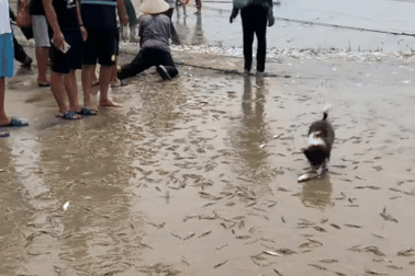 Sự thật video hàng vạn con tôm nhảy lên bờ sau bão hút 1,5 triệu lượt xem