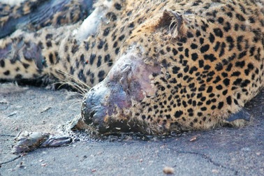 Hình ảnh bi thảm cuối đời của con báo hoa mai nổi tiếng nhất thảo nguyên