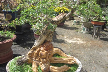 Chiêm ngưỡng “hàng độc” ở chợ hoa phố núi 