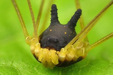 Loài vật kì lạ sở hữu “mình nhện, đầu chó”