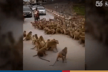 Clip gây "sốt": Hàng trăm con khỉ "hỗn chiến" trên đường phố Thái Lan