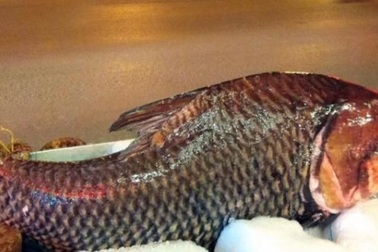 Chi cả trăm triệu, "rước" cá hô khủng từ Campuchia về Hà Nội ăn Tết