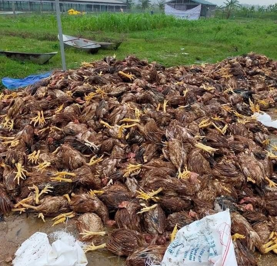 Nghệ An nhiều nơi xác xơ sau lũ - 6 Nghệ An nhiều nơi xác xơ sau lũ - 6