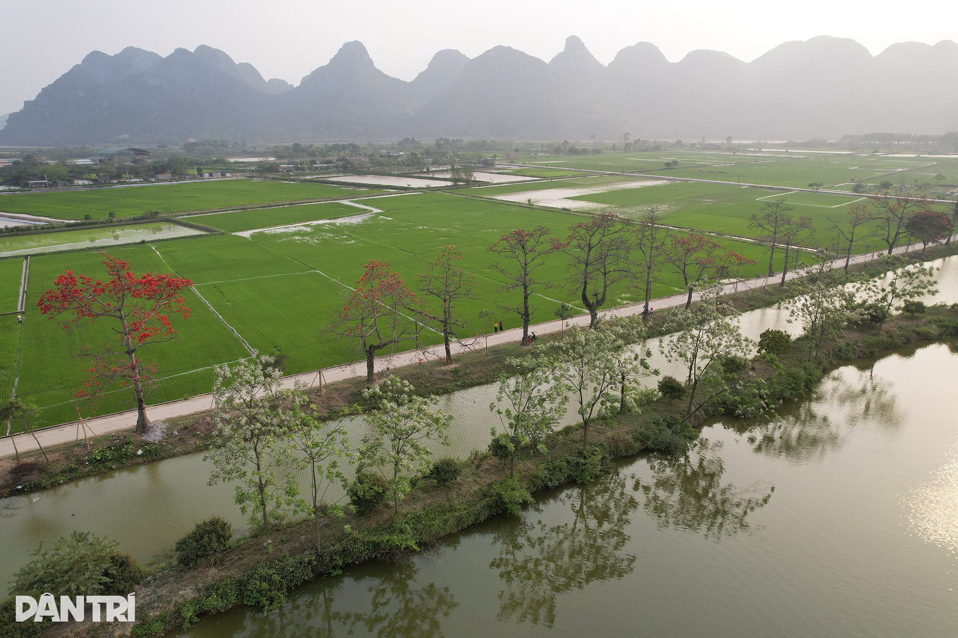Hoa gạo nở đỏ rực từ nông thôn đến thành phố - 1 Hoa gạo nở đỏ rực từ nông thôn đến thành phố - 1