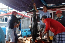 Phú Yên: Ngư dân gặp khó vì thiên tai hoành hành, giá cả hạ thấp