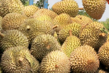 Thương lái chuộng mua sầu riêng xanh để "ép chín"