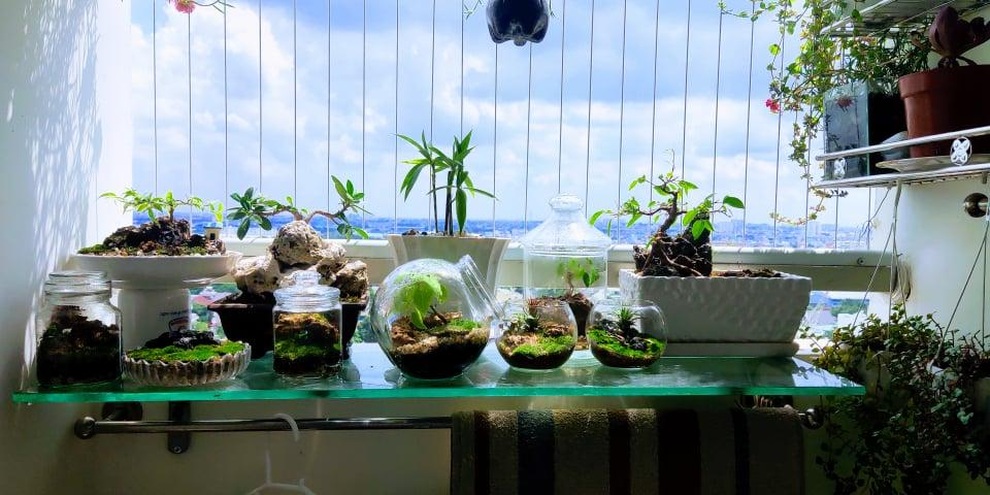 Terrarium - thú chơi nuôi dưỡng tình yêu với thiên nhiên hút giới trẻ - 3 Terrarium - thú chơi nuôi dưỡng tình yêu với thiên nhiên hút giới trẻ - 3
