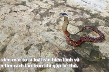 Rắn hổ xiên mắt to ngóc đầu và bành cổ để đóng giả hổ mang khi bị đe dọa