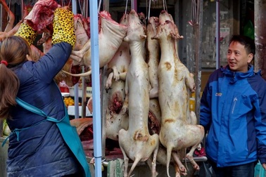 Bất chấp chỉ trích, lễ hội thịt chó vẫn được tổ chức như thường lệ