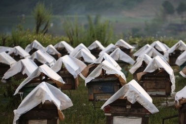 Mùa ong trên miền cao nguyên đá