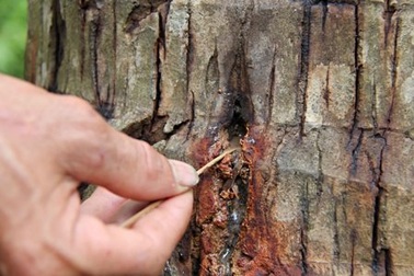 Hoang mang vì hàng trăm cây dừa nghi bị kẻ xấu đầu độc 