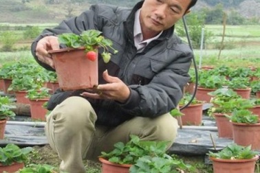 Trồng dâu tây bán Tết, đút túi hàng trăm triệu đồng