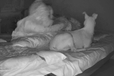 Chó phát hiện sớm dấu hiệu động đất, cảnh báo cho chủ kịp thời