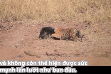 Gấu lợn mẹ chống trả hổ dữ để bảo vệ con non