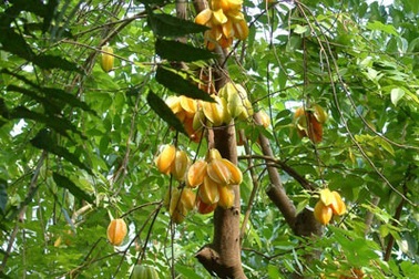 Hương vị quê nhà 