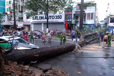 Điều tra nguyên nhân vụ cây đổ gây chết người