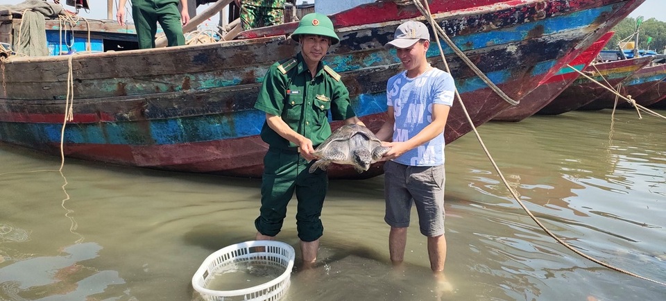 Giải cứu rùa biển kiệt sức vì mắc lưới - 1 Giải cứu rùa biển kiệt sức vì mắc lưới - 1