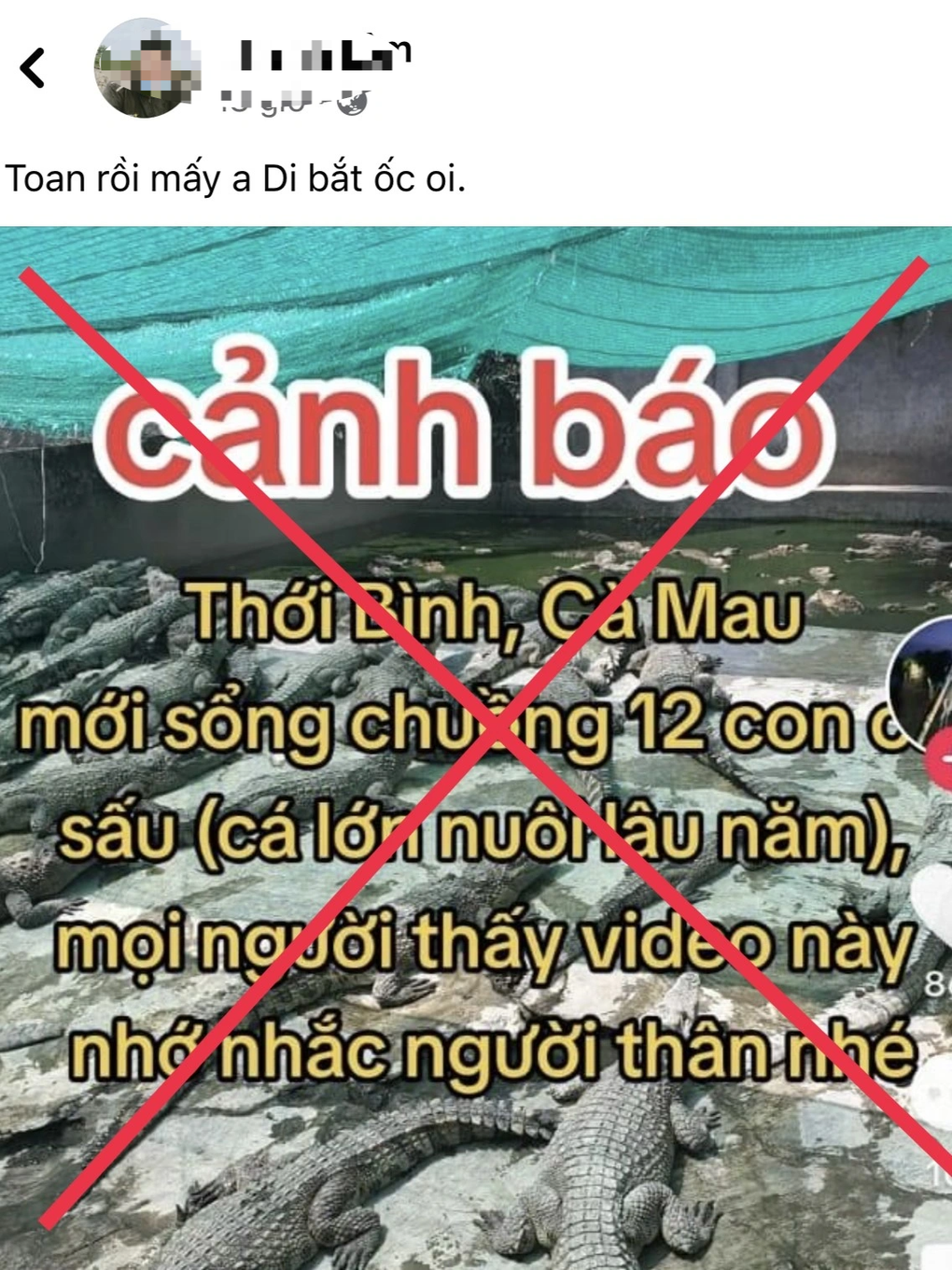 Tin 12 con cá sấu xổng chuồng ở Cà Mau là thất thiệt - 1 Tin 12 con cá sấu xổng chuồng ở Cà Mau là thất thiệt - 1