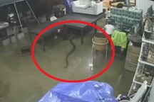 Clip "rắn hổ mang 'khủng' theo nước lụt bơi vào nhà" gây sốc tuần qua