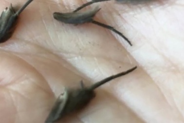 Xôn xao hình ảnh những sinh vật lạ như sinh vật ngoài hành tinh