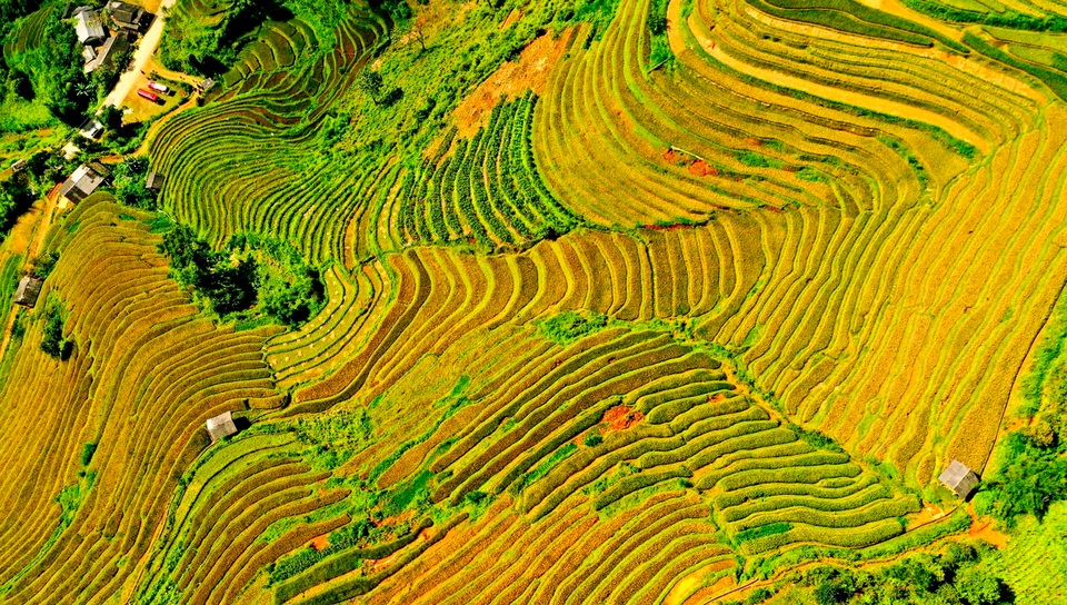 Ngắm nhìn những dải lụa vàng ở Mù Cang Chải - 10 Ngắm nhìn những dải lụa vàng ở Mù Cang Chải - 10
