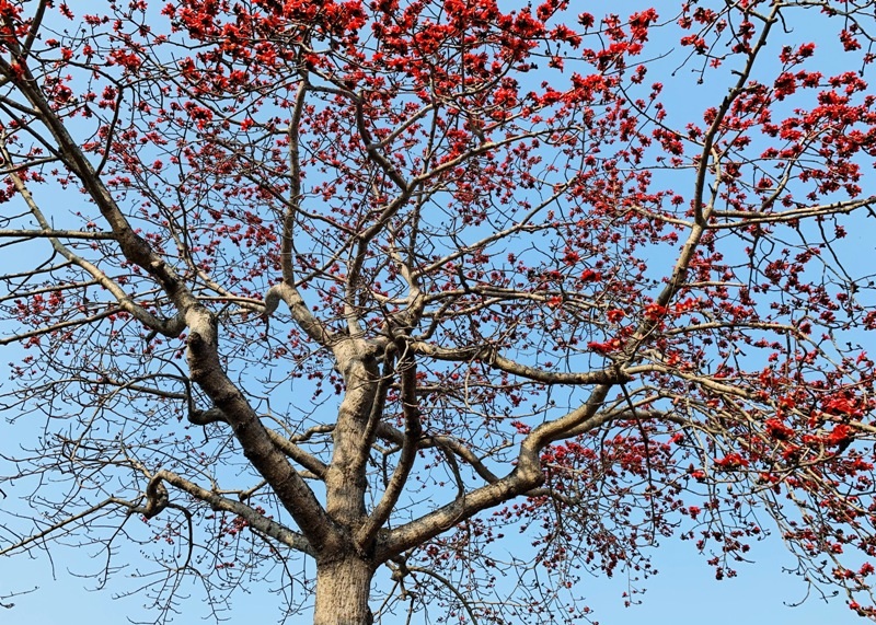 Ngắm cây hoa gạo cổ thụ trước sân đền hàng trăm năm tuổi - 8 Ngắm cây hoa gạo cổ thụ trước sân đền hàng trăm năm tuổi - 8