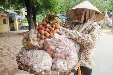 10.000 đồng/kg thì chưa phải vải thiều “xịn"