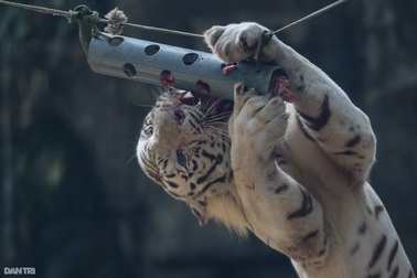 Người "cha nuôi" của chúa sơn lâm ở Thảo Cầm Viên Sài Gòn