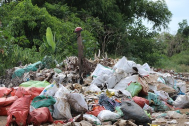 Kinh hoàng "nghĩa địa đầu bò" lộ thiên giữa lòng thành phố Vinh