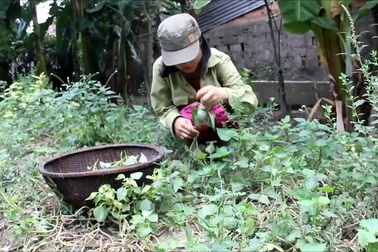 Nghị lực của nữ sinh mồ côi đạt điểm vào hai trường Đại học