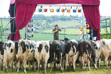 Diễn hài kịch phục vụ... bò!