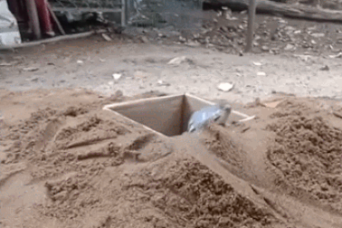 Loài rắn rất hung dữ nhưng không độc và có ích cho nông nghiệp