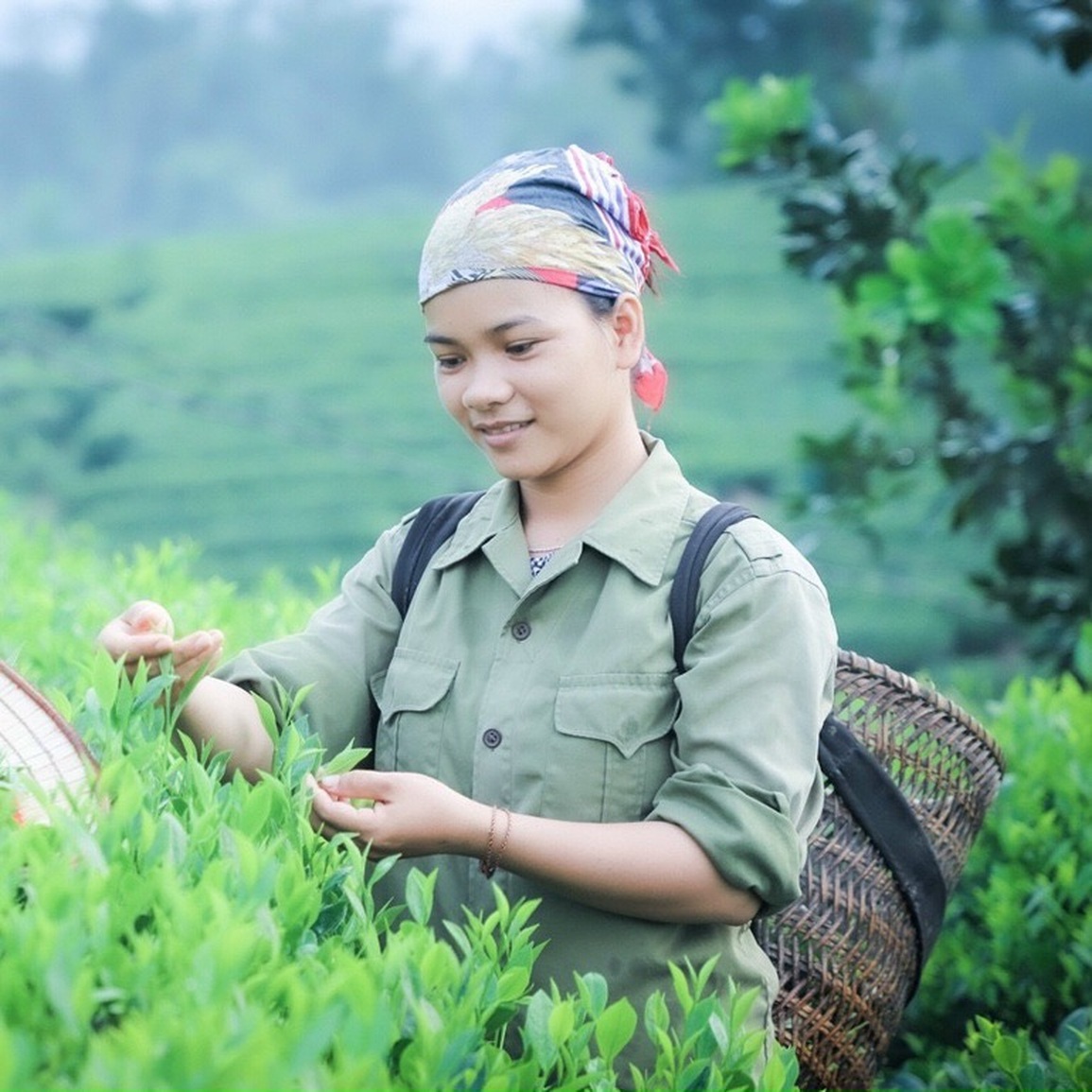 Hành trình bỏ phố về rừng, trồng chè sạch của những người trẻ - 8 Hành trình bỏ phố về rừng, trồng chè sạch của những người trẻ - 8