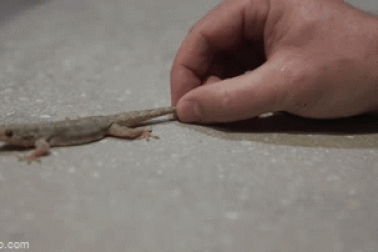 Khoa học lần đầu tiên giải mã được nghịch lý về cái đuôi thằn lằn