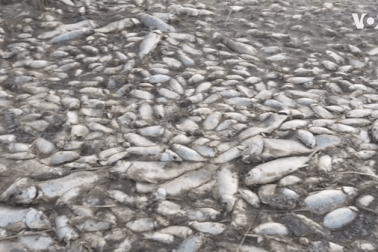 Hãi hùng cảnh tượng cá chết phơi bụng trắng xóa khắp hồ