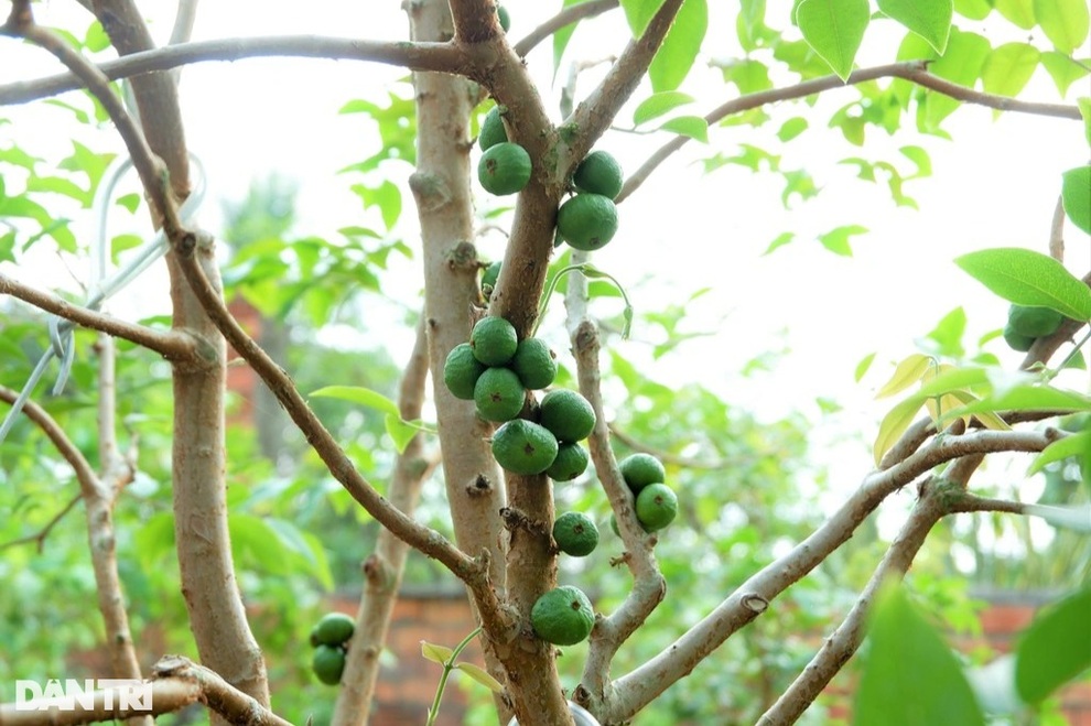 Bí quyết trồng nho lạ cho quả từ gốc tới ngọn, kiếm hàng chục triệu/tháng - 3 Bí quyết trồng nho lạ cho quả từ gốc tới ngọn, kiếm hàng chục triệu/tháng - 3