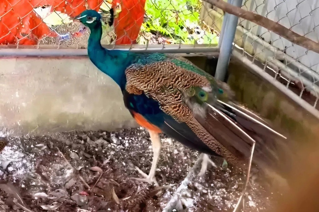 Người dân liên tiếp giao nộp nhiều động vật quý hiếm - 1