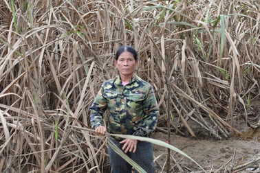 Hơn 400ha mía ngập lụt sau bão, nông dân một xã thiệt hại gần 50 tỷ đồng