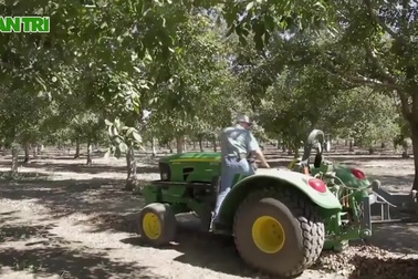 Dàn máy nông nghiệp thu hoạch quả óc chó cực nhanh trên đồng ruộng