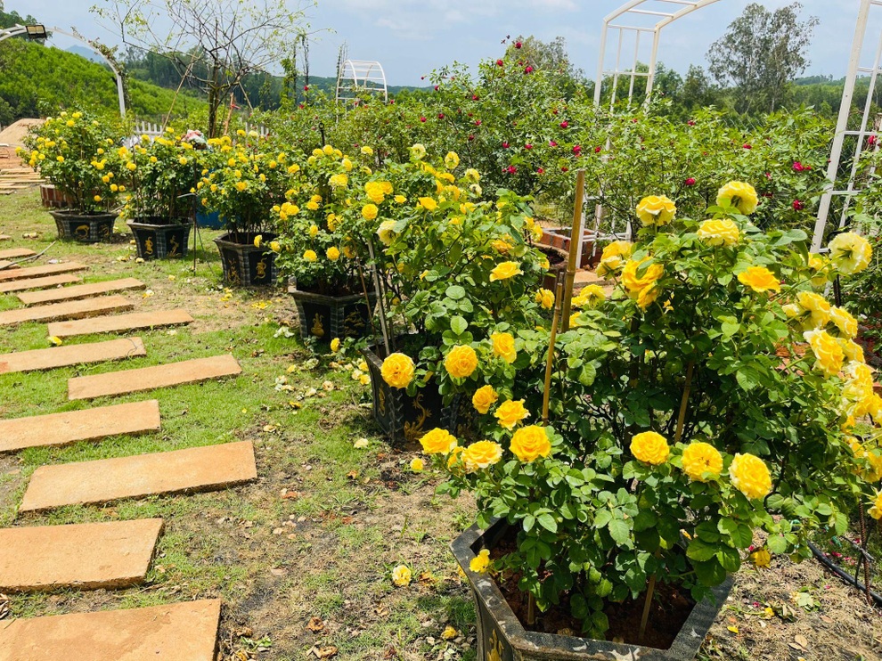 9X Đắk Lắk đánh liều bán ô tô, vay tiền thuê đất, làm vườn hồng 10.000 gốc - 11