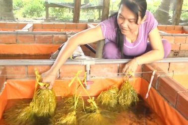 Thu nhập 25-30 triệu/tháng từ nuôi lươn không bùn